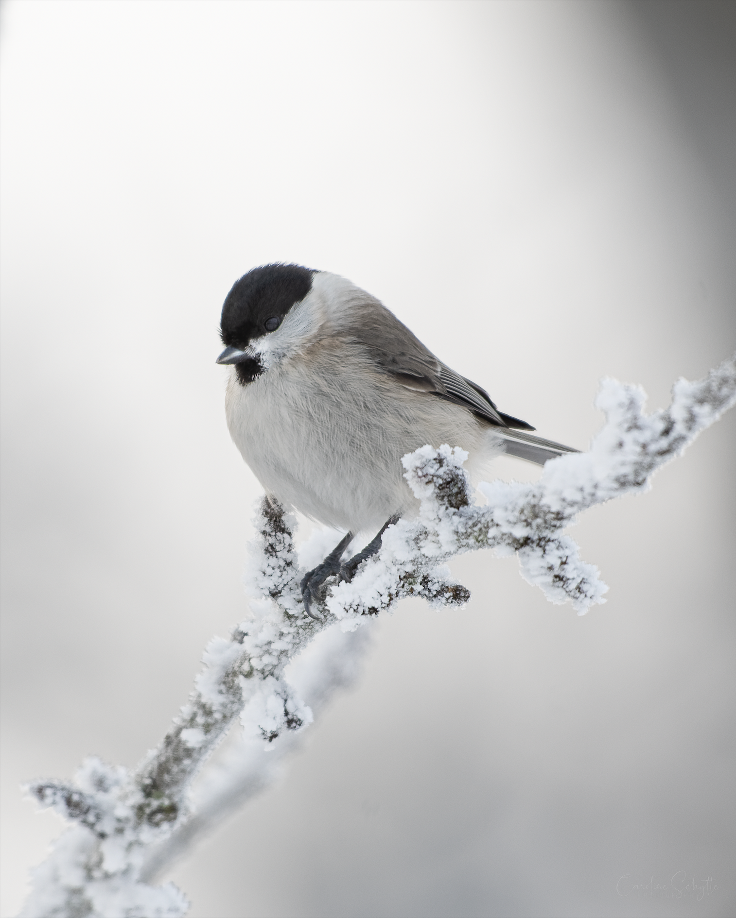 Screenshot 2021-12-27 at 19.09.23.png