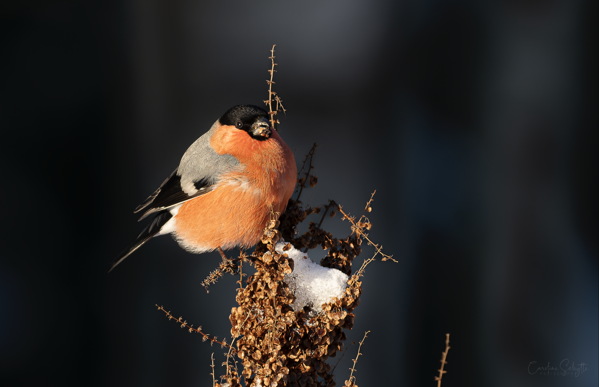 Screenshot 2021-12-24 at 17.02.00.png