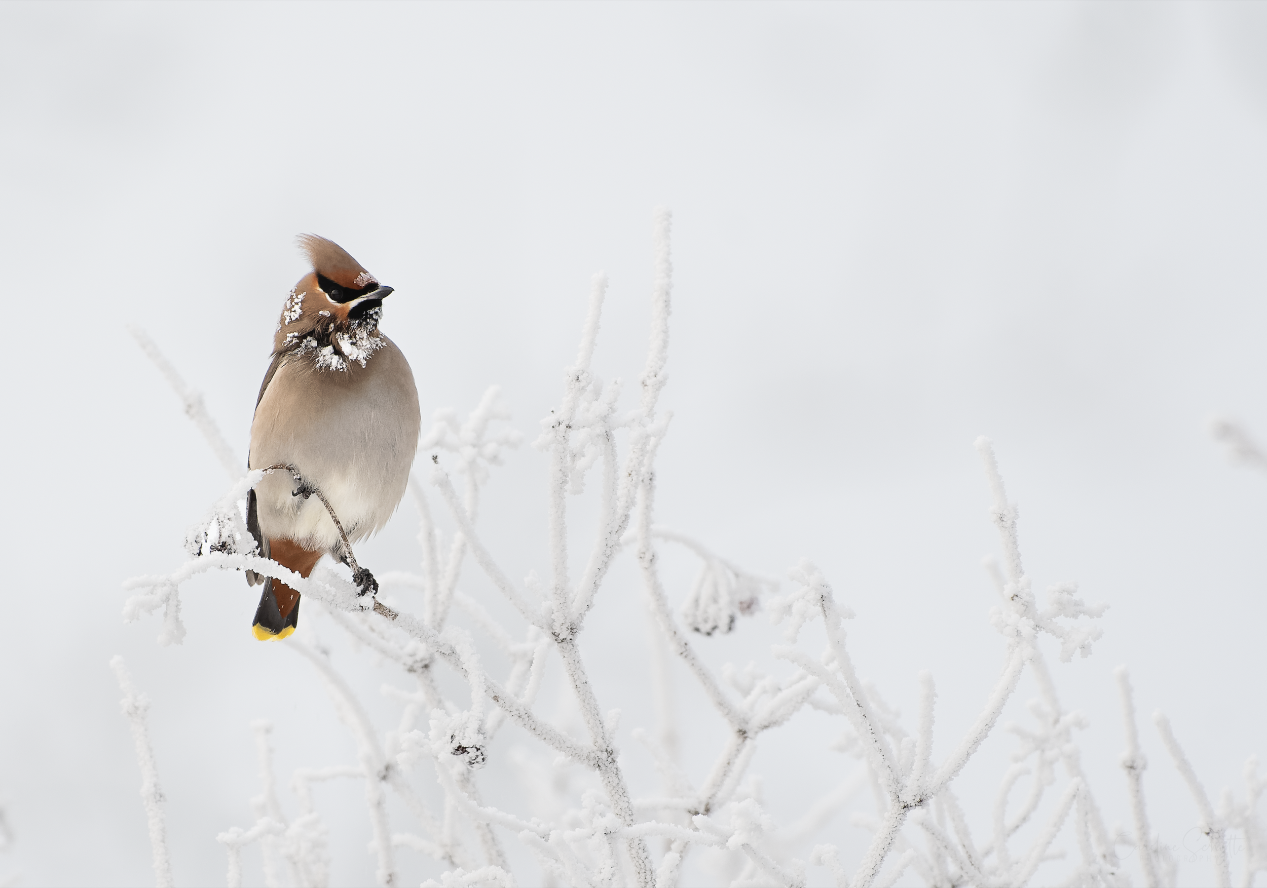 Screenshot 2021-12-28 at 00.00.17.png