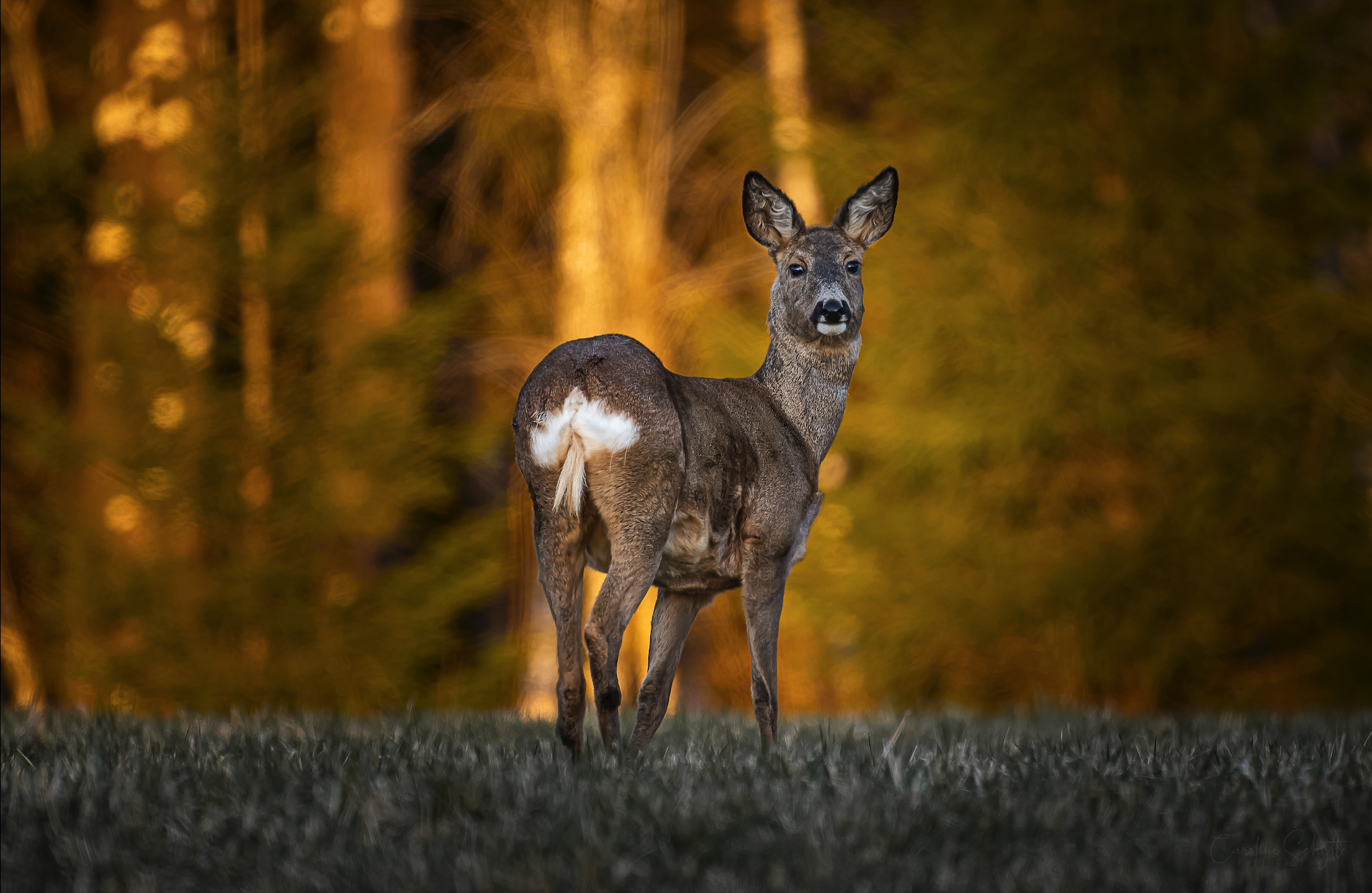 Screenshot 2022-05-13 at 23.53.13.png