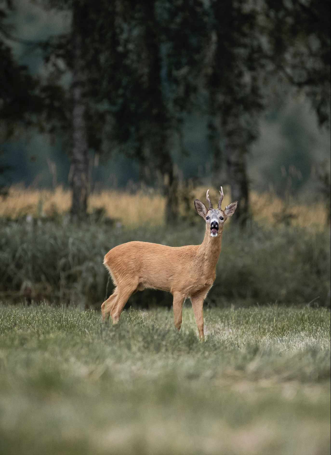 Screenshot 2022-09-24 at 15.11.23.png