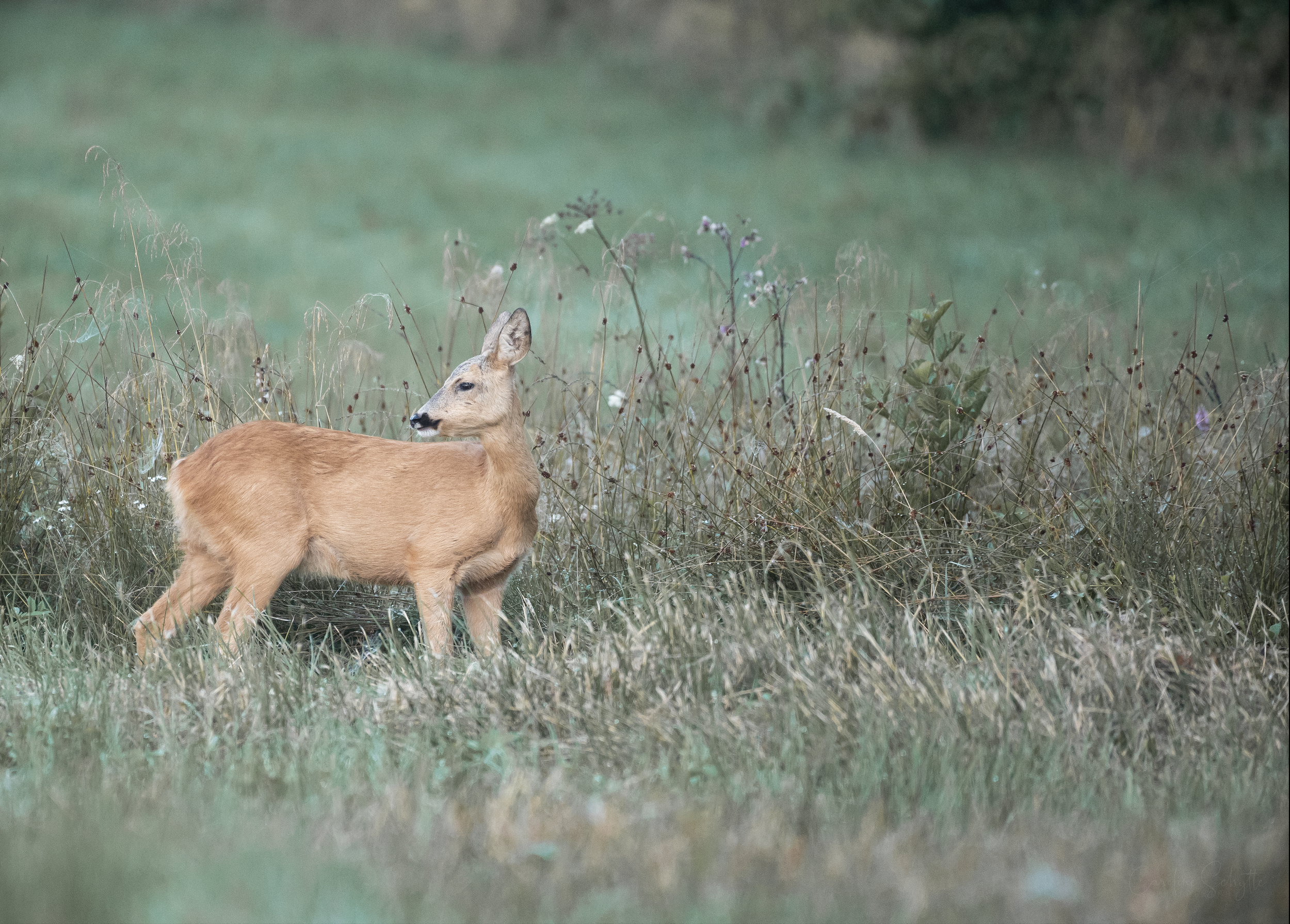 Screenshot 2022-09-24 at 15.12.37.png