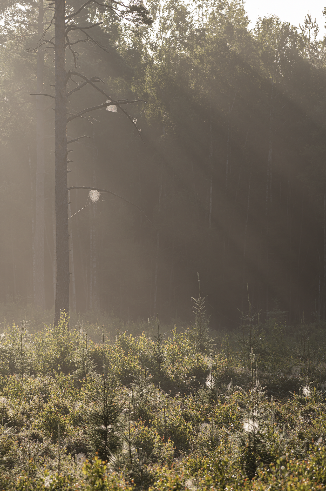 Screenshot 2022-09-24 at 15.20.55.png