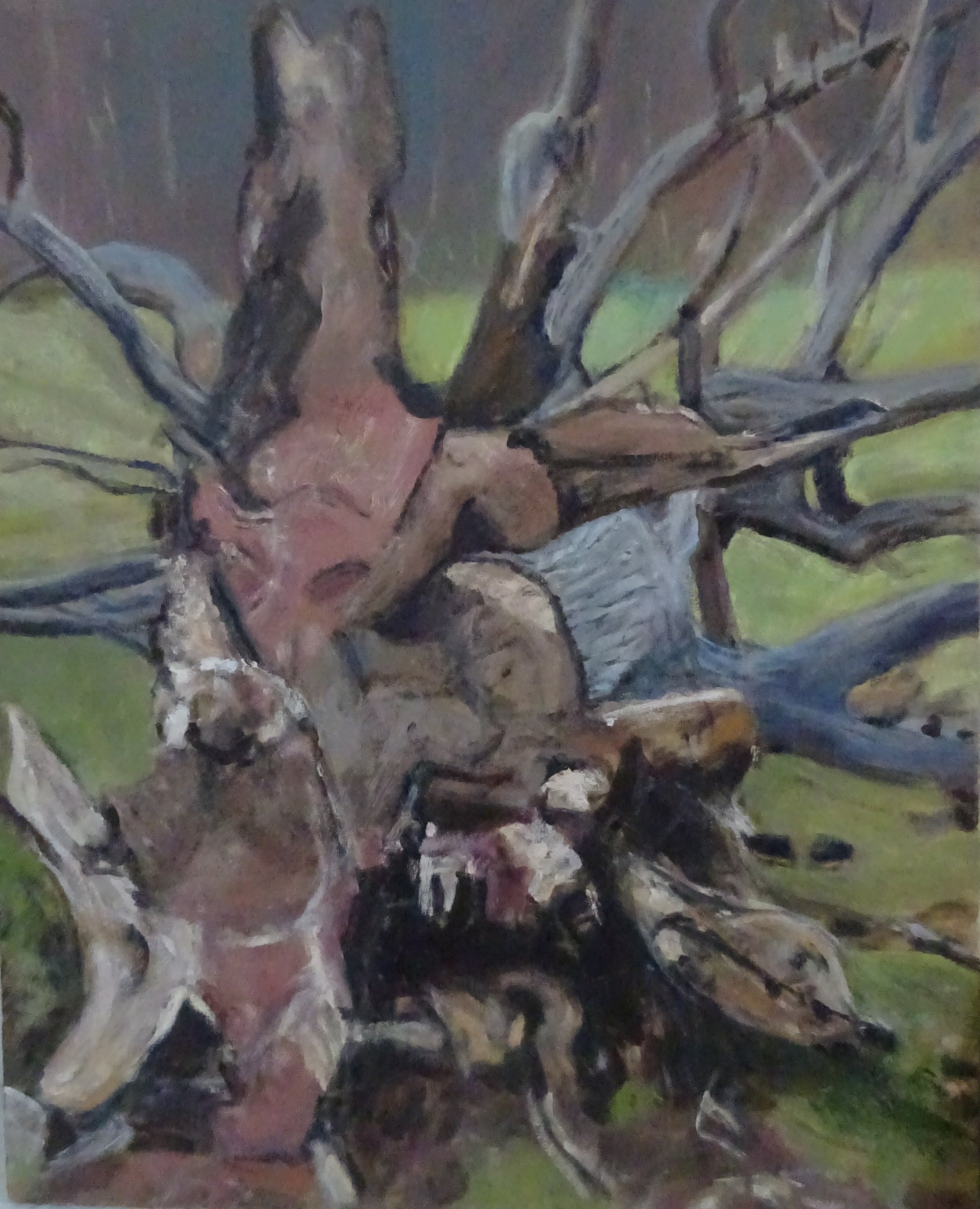 Uprooted oak tree 75x60