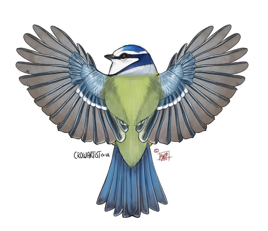 A detailed illustration of a blue and yellow bird with its wings spread wide, displaying intricate feather patterns.