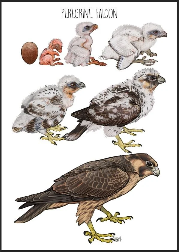 Carrion Crow Science growth chart illustration — The art of CrowArtist