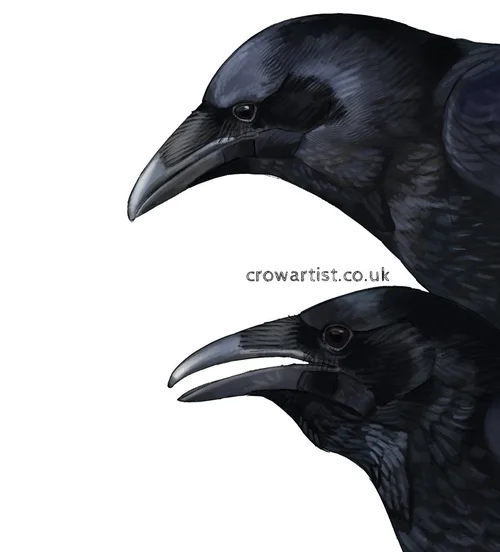 Is a Raven And a Crow the Same Bird: Key Differences Explained