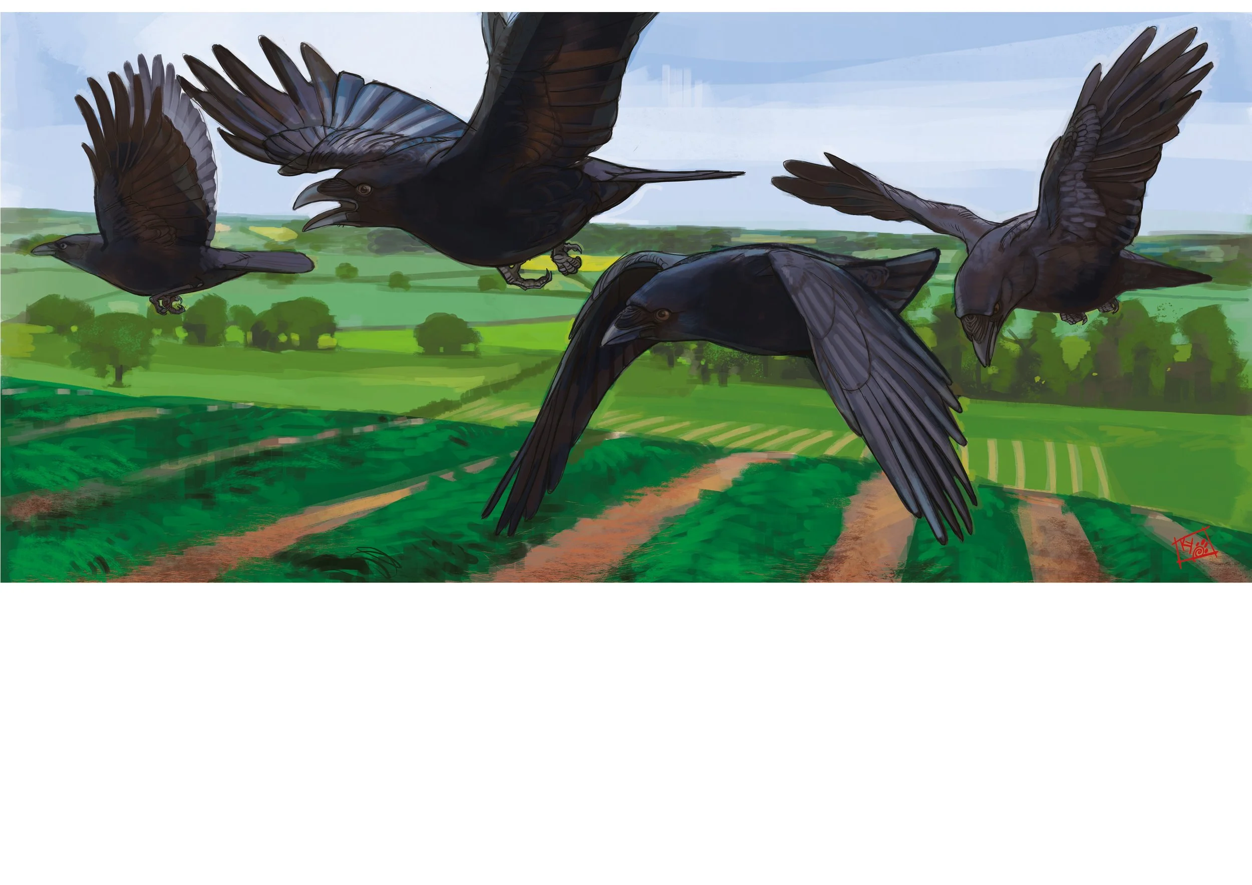 Four black crows flying over green farmland with fields and trees in the background.