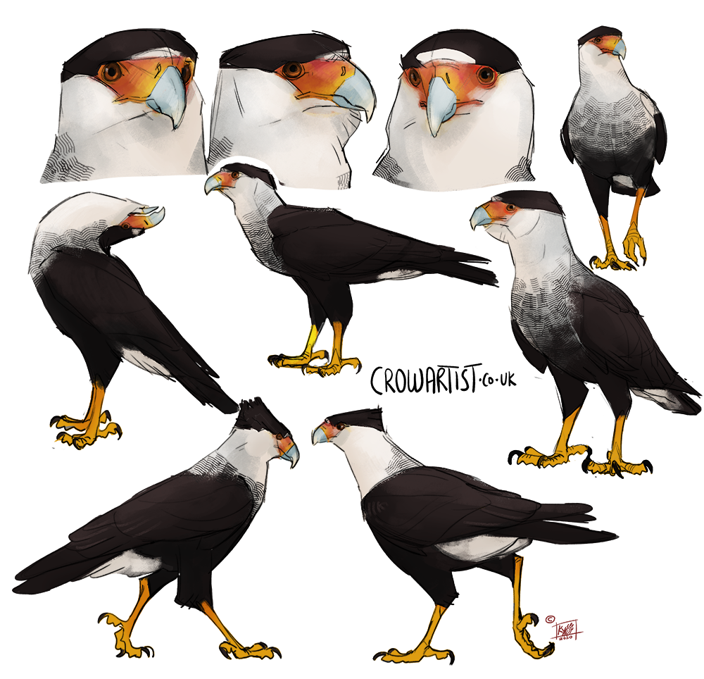 Illustration of multiple views of a portrait and full-body of an American bald eagle, showing detailed features such as white head and tail, yellow beak and talons, and black wings and body, by crowartist.co.uk.