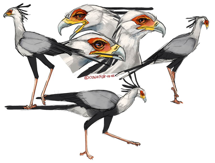 Illustration of five secretarybird sketches in various poses and views, with detailed facial features and long legs.