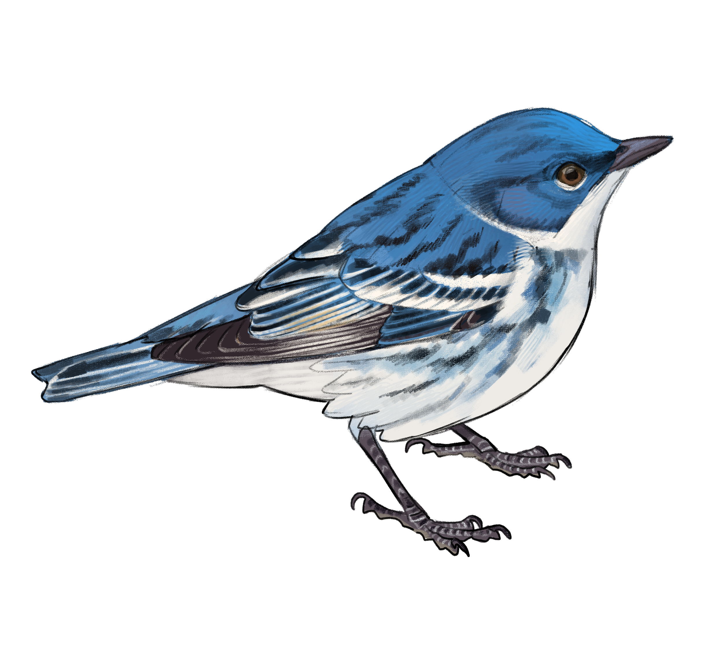 Illustration of a blue and white bird with detailed feathers standing on a black background.