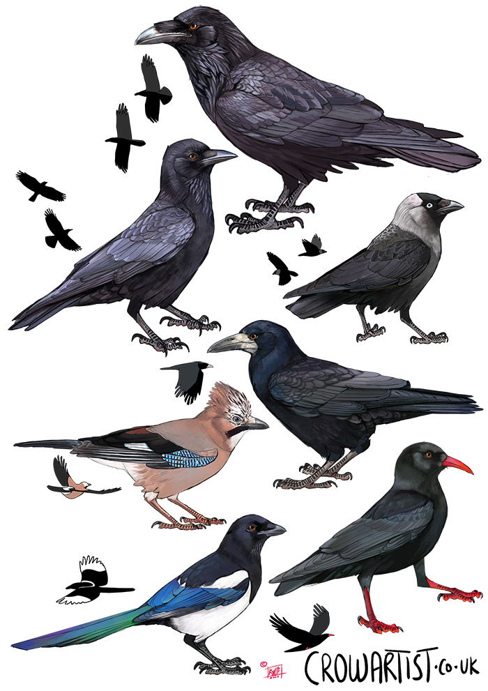 Collection of different illustrated birds including ravens, crows, a jay, a magpie, and a moorhen
