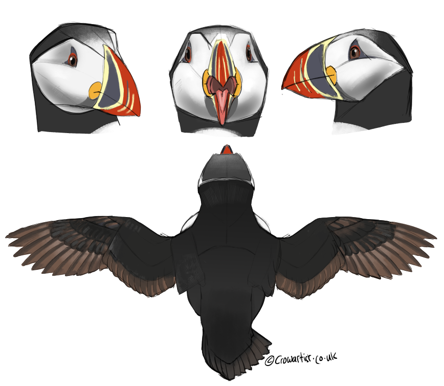 Digital illustration of a puffin bird in flight viewed from below, with three head shots showing different angles and expressions.
