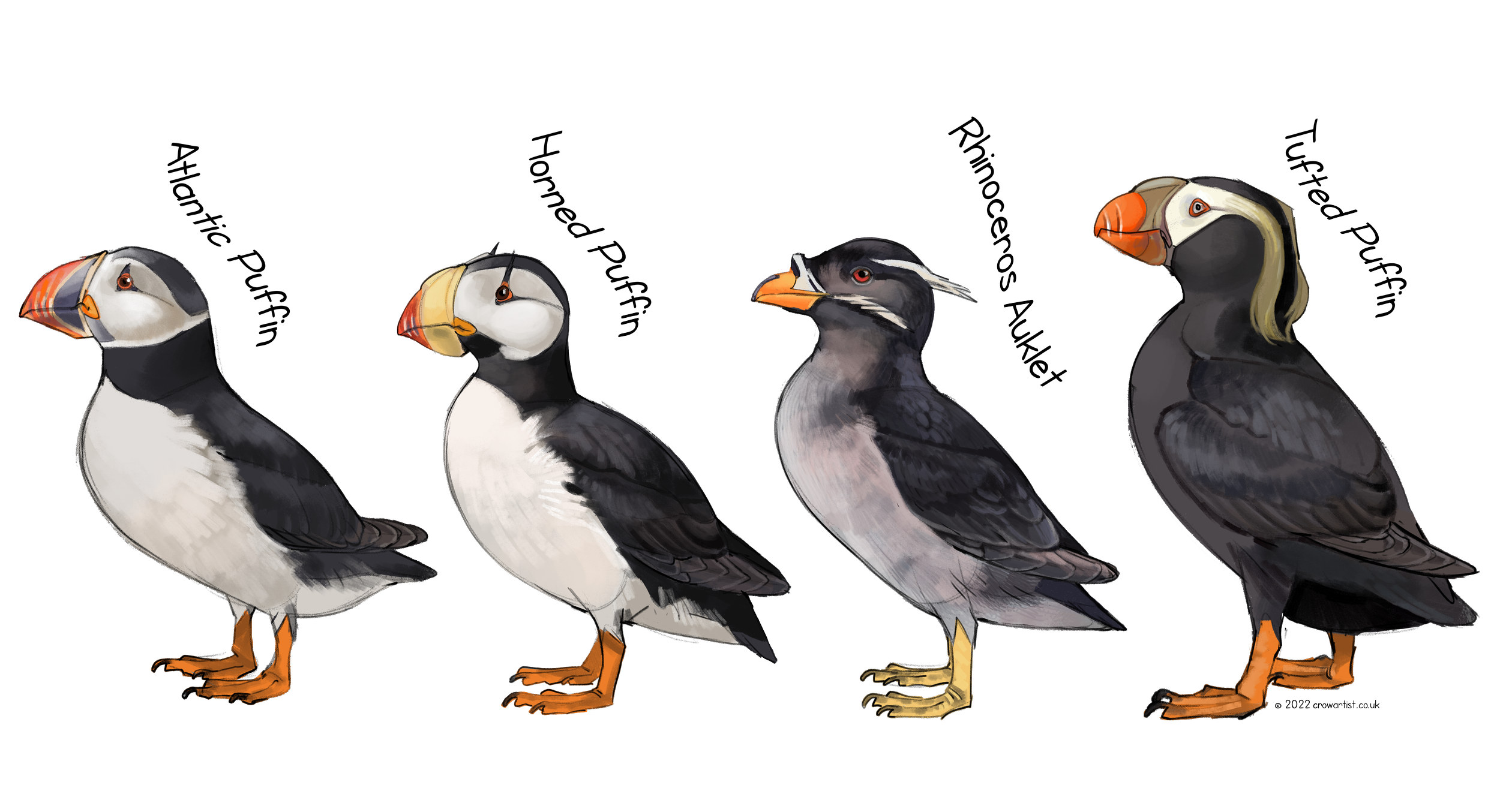 Diagram of four puffin bird species, from left to right: Atlantic, Tufted, Horned, and Tufted puffins, with their distinctive beak and head feather features labeled.