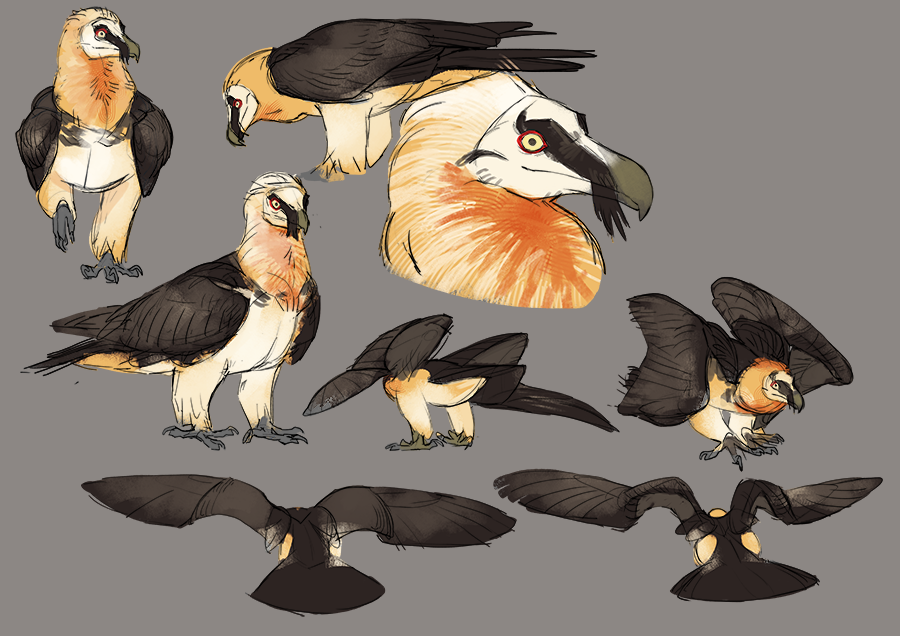 Multiple sketches of a harpy eagle in different poses and angles, showing its large wingspan, sharp beak, and distinctive feather colors on a gray background.