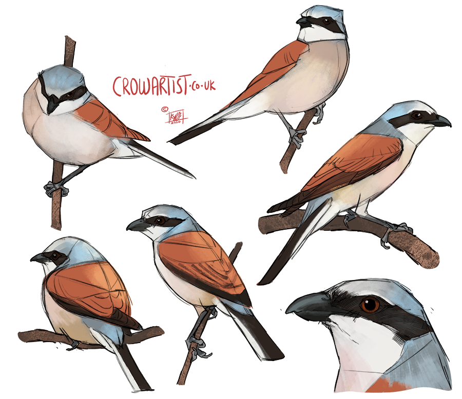 Illustration of several blue and brown bird species with black masks on their faces, perched on branches, in a stylized artistic style.