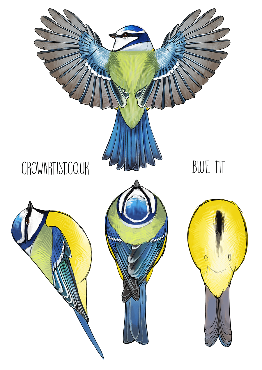 Illustration of a blue tit bird from different angles, showing its blue, yellow, green, and white plumage with detailed feathers. The illustration includes front, side, top, and back views of the bird, with the web address "crowartist.co.uk" written 