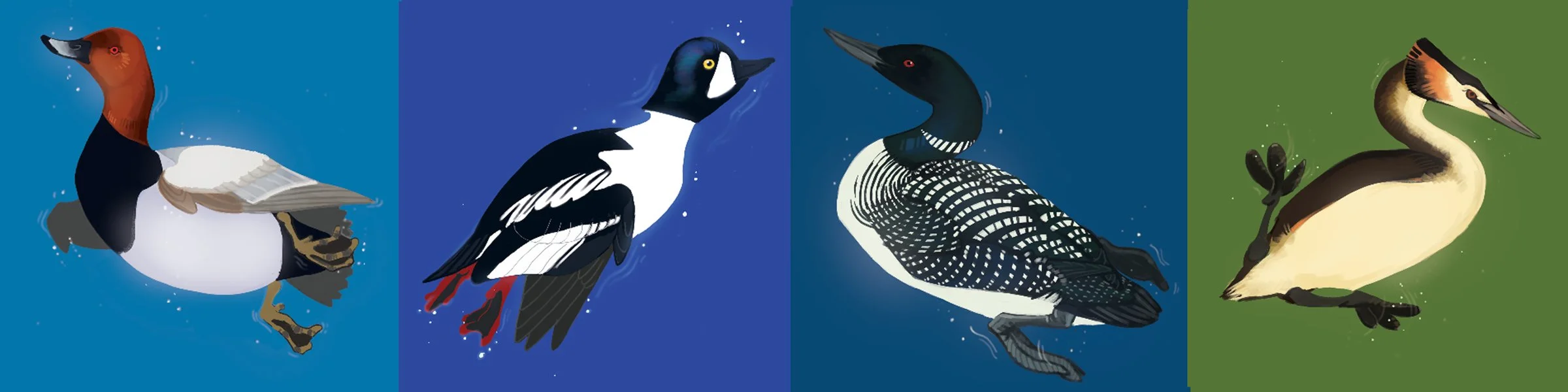 Illustration of four different waterfowl species, each on a colored background. The first is a redhead duck on a blue background, the second a common loon on a darker blue, the third a common eider on a blue, and the fourth a hooded merganser on a gr