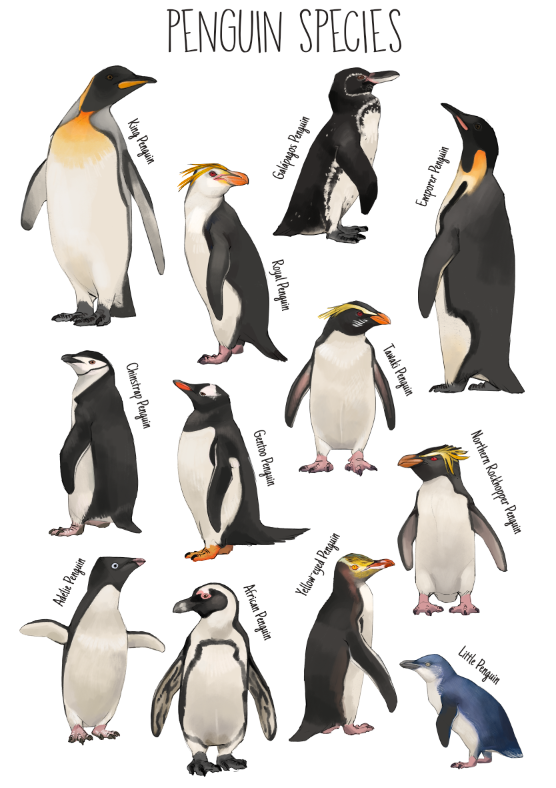 Illustration of various penguin species labeled with their names, including King Penguin, Gento Penguin, Emperor Penguin, Chinstrap Penguin, Rockhopper Penguin, Adélie Penguin, African Penguin, Yellow-eyed Penguin, Little Penguin, and Humboldt Pengui