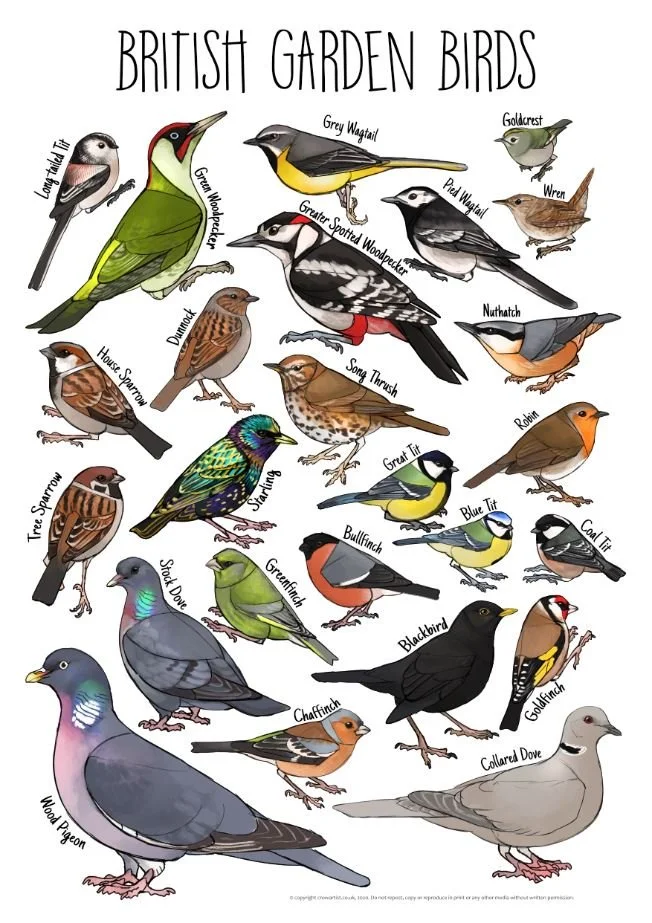 Illustration of various British garden birds with their names, including Long Tail Tit, Green Woodpecker, Grey Wagtail, Goldcrest, Wren, Nuthatch, Robin, Blue Tit, Great Tit, Bullfinch, Chaffinch, Blackbird, Collared Dove, Wood Pigeon, Stock Dove, Gr