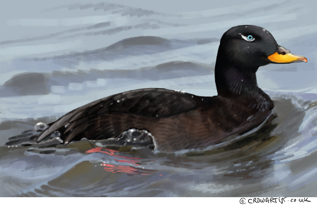 A duck swimming in water with a black head, brown body, and a yellow beak.