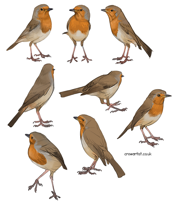 Collection of nine illustrated European robins in various poses, with orange chests and brown and gray feathers.