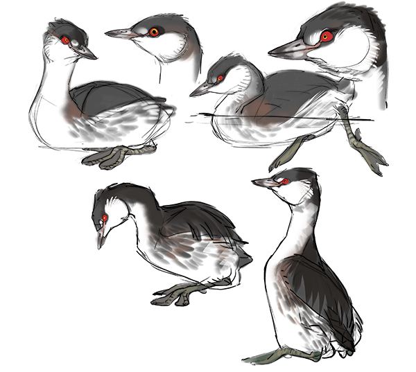 Collection of detailed digital illustrations of different species of birds, showcasing their head and body profiles.