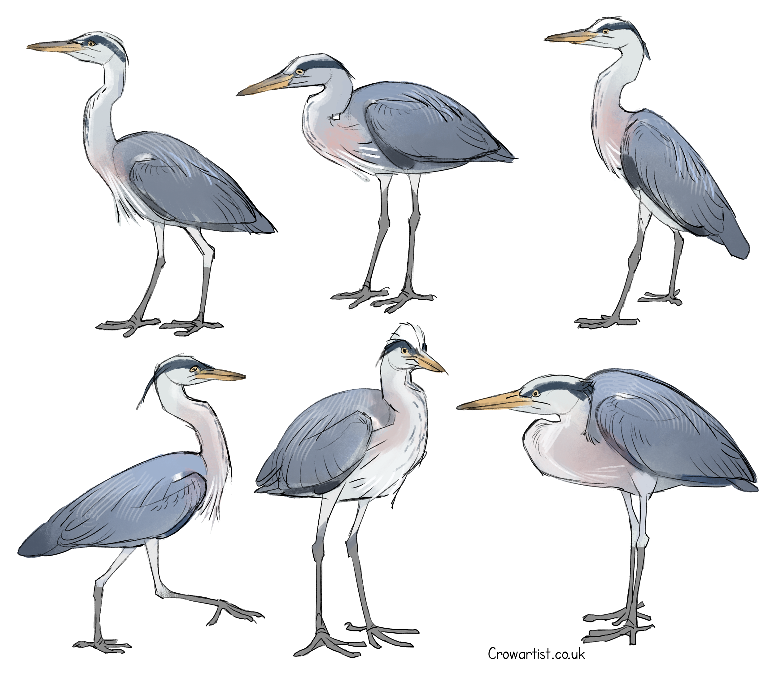 A collage of six illustrations of herons in various poses, with gray, white, and blue feathers and long beaks. Some herons have crests on their heads, and they are standing on one or both legs.