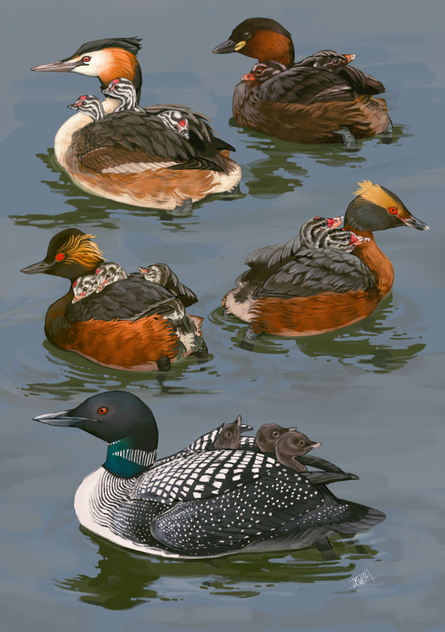 Illustration of several ducks swimming on water, including ones with ducklings on their backs and a common loon with ducklings on its back.