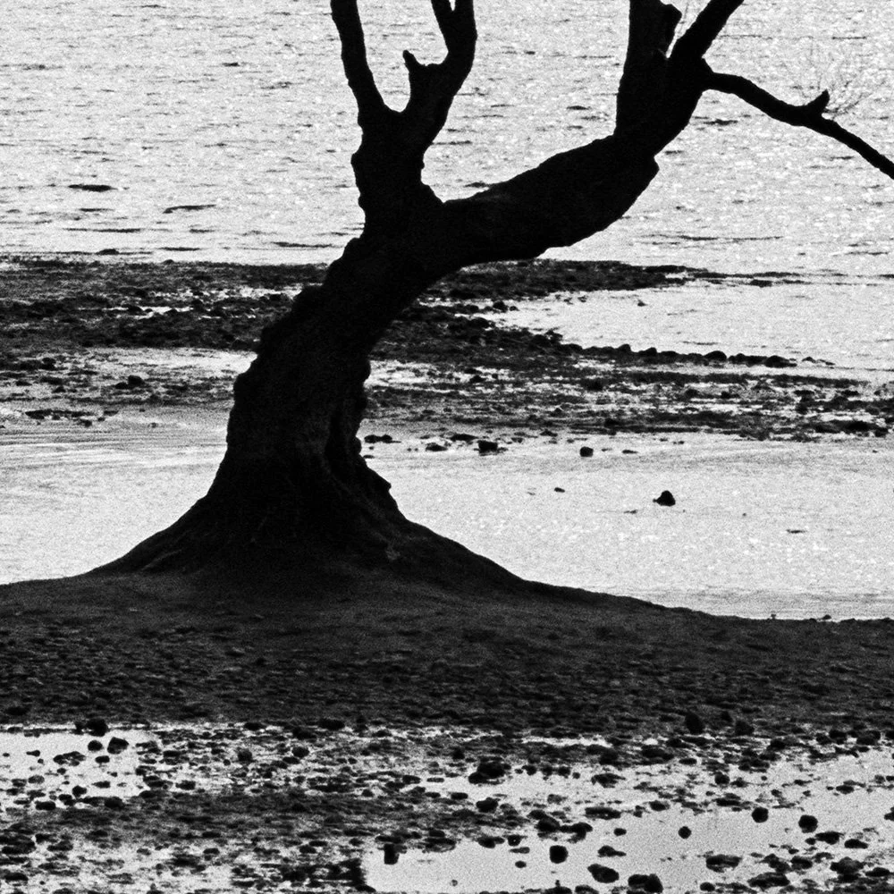 19_that_wanaka_tree_vertical_02.jpg