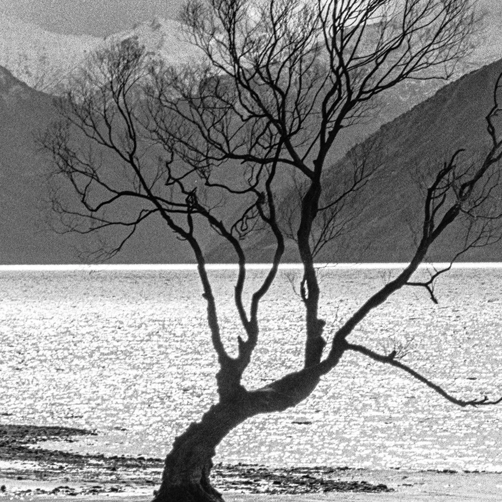 18_that_wanaka_tree_01.jpg