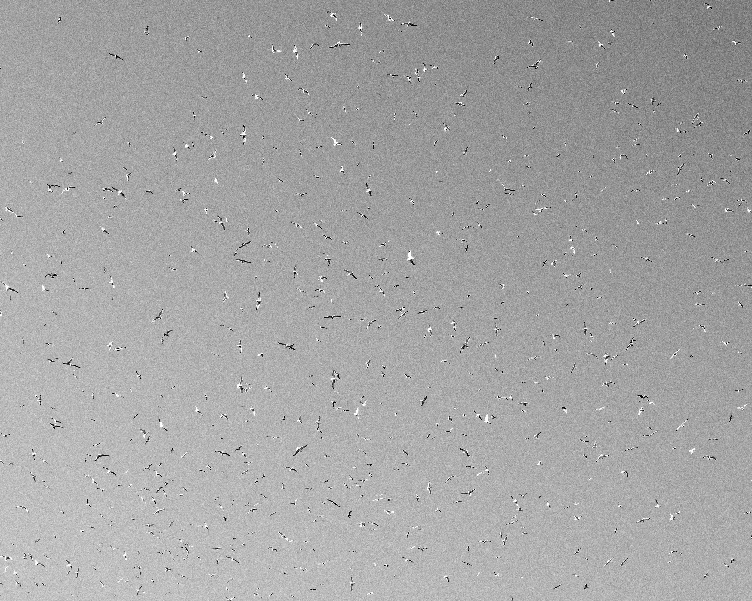 Seagulls above The Eden Project / 2026