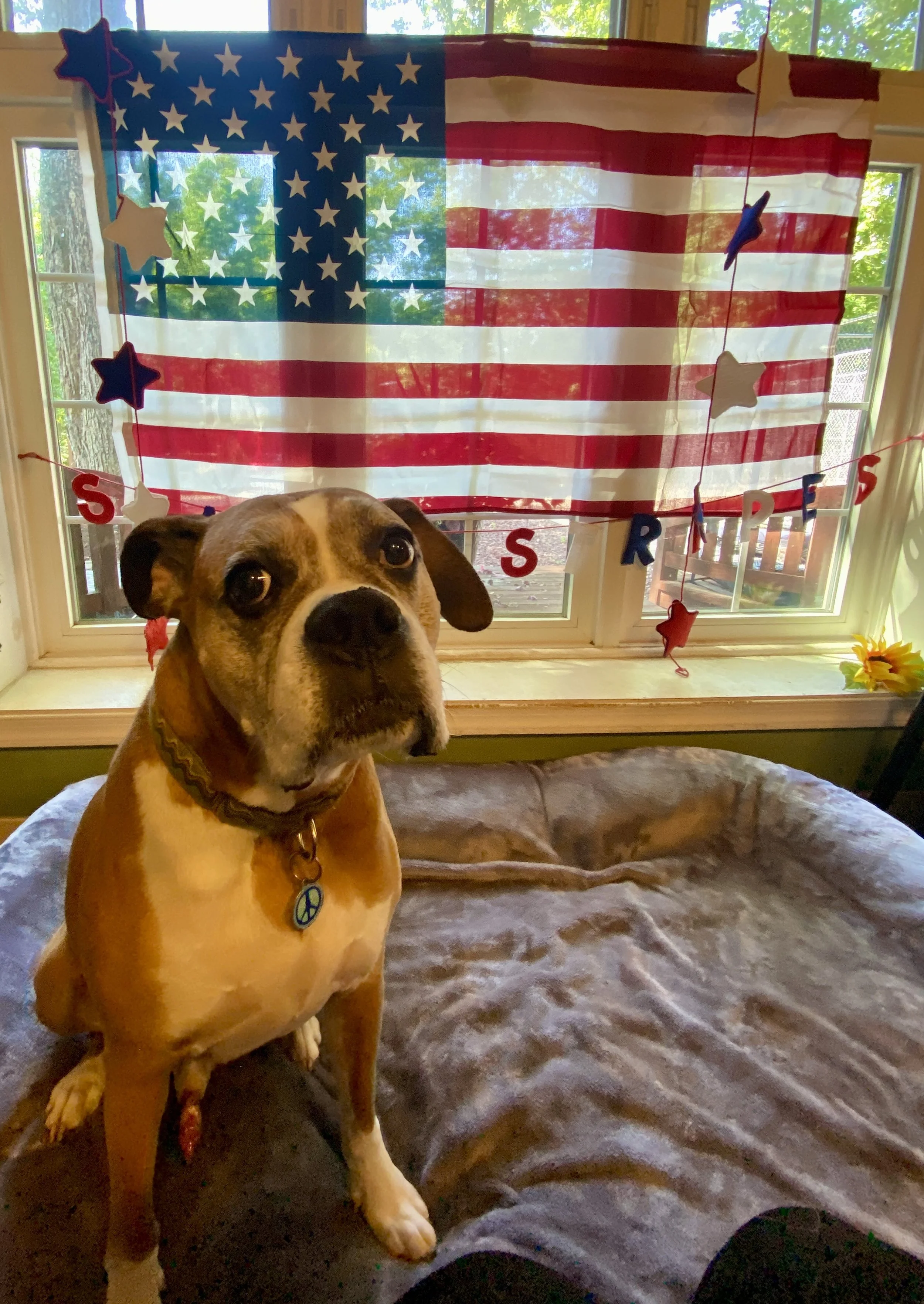 Independence Day 2025 