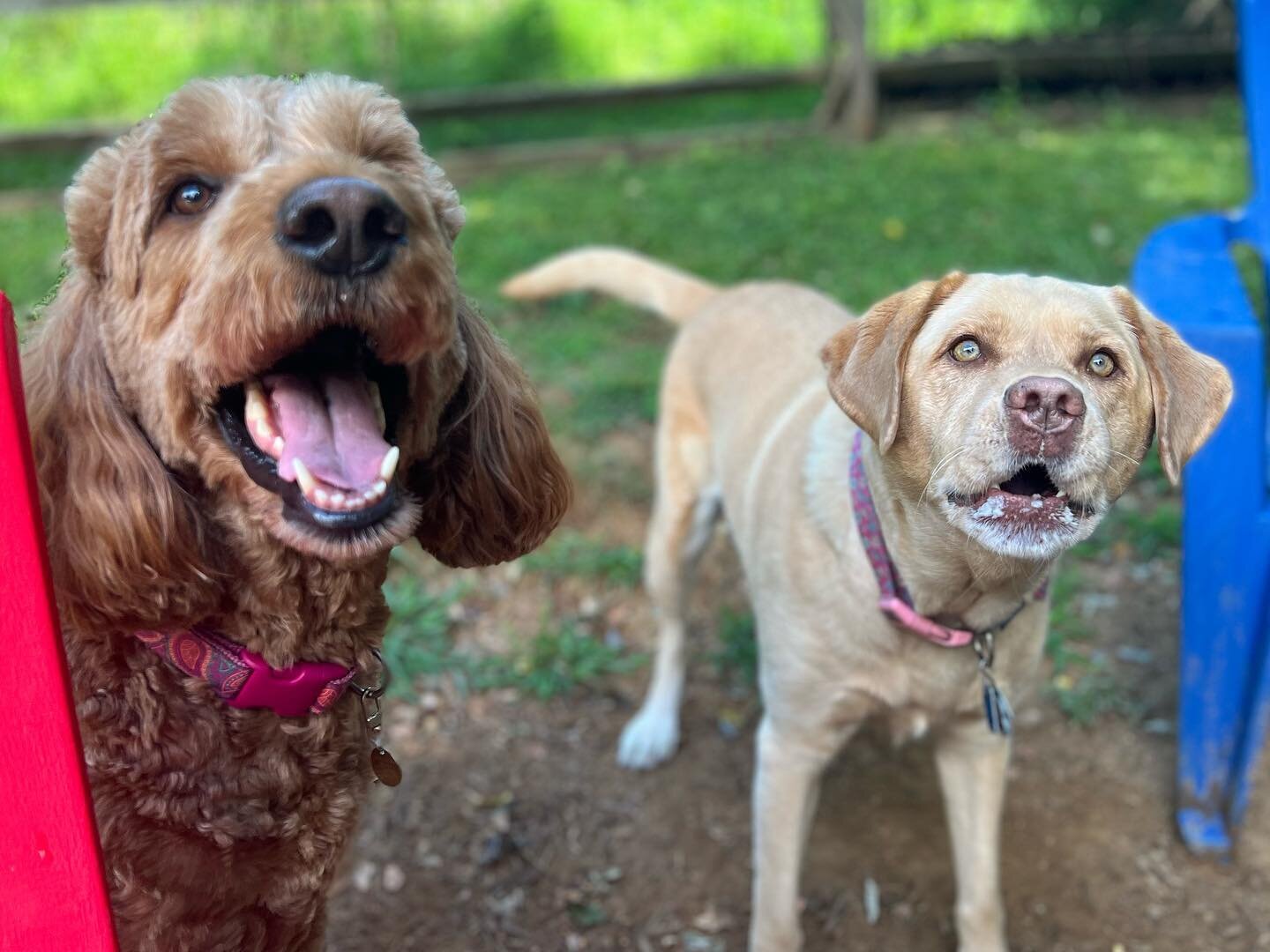 we're having a happy, tail-wagging monday!!🐶