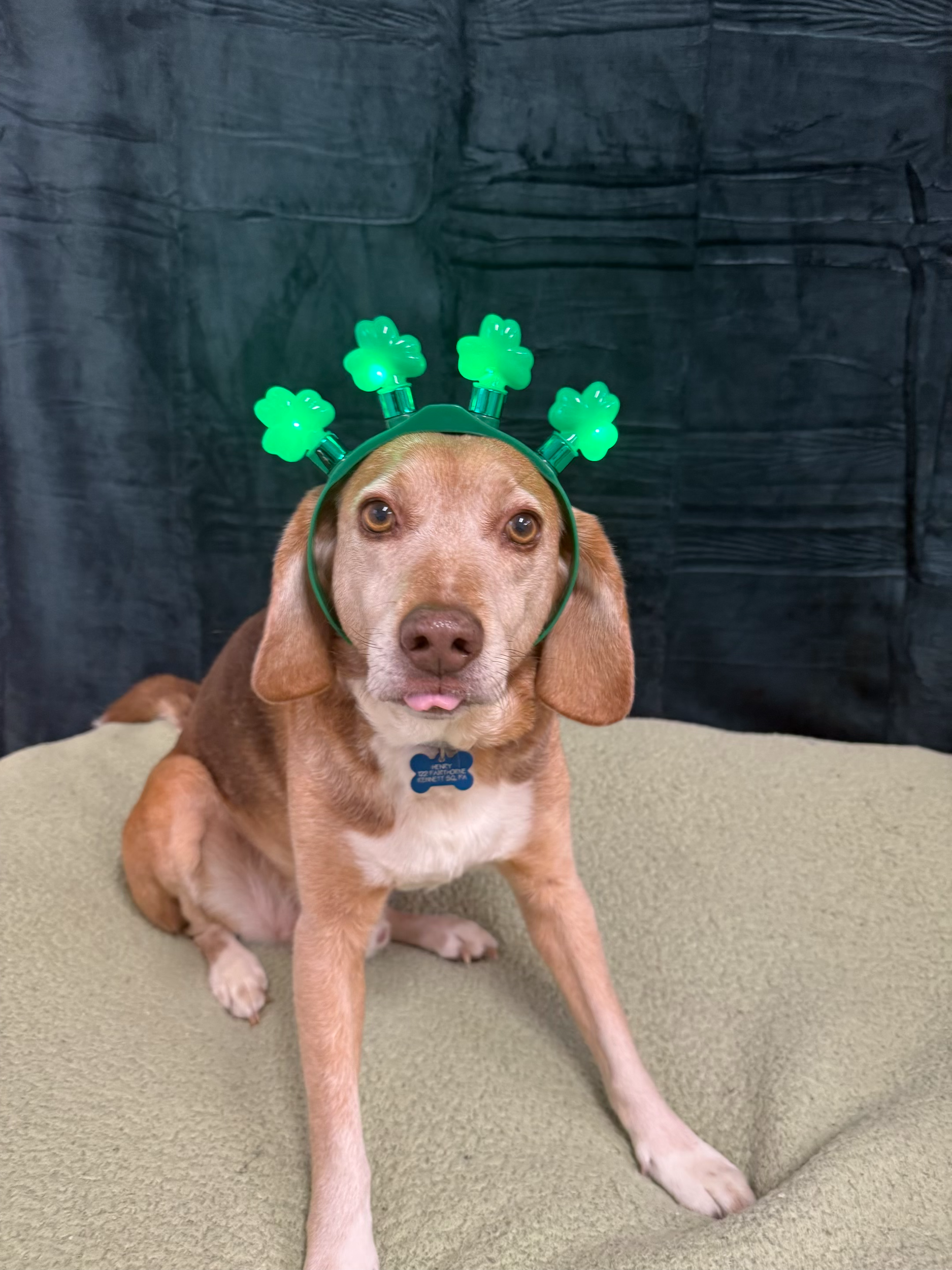 St. Patrick's Day 2026 