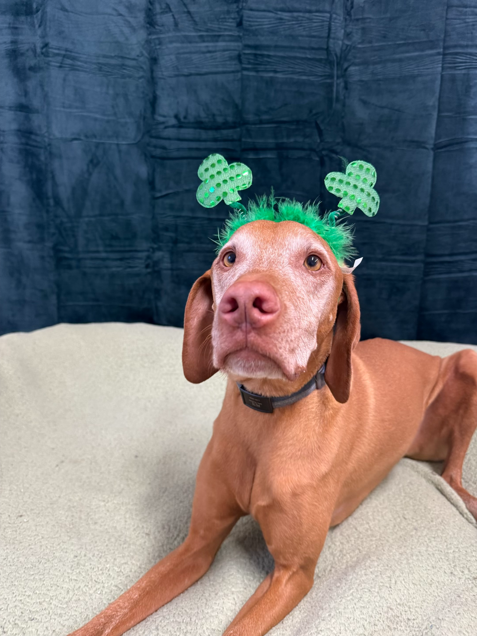 St. Patrick's Day 2026 