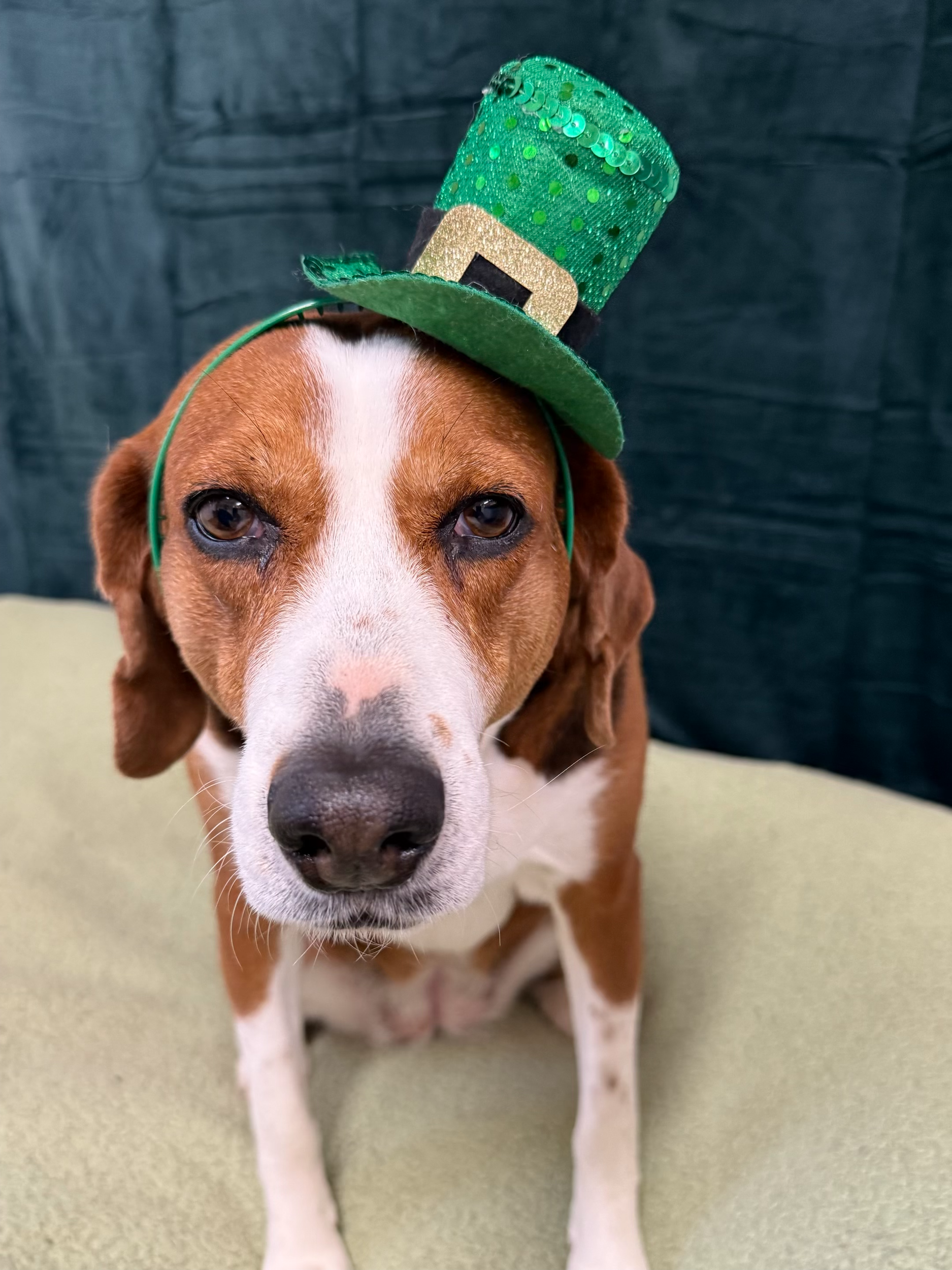 St. Patrick's Day 2026 