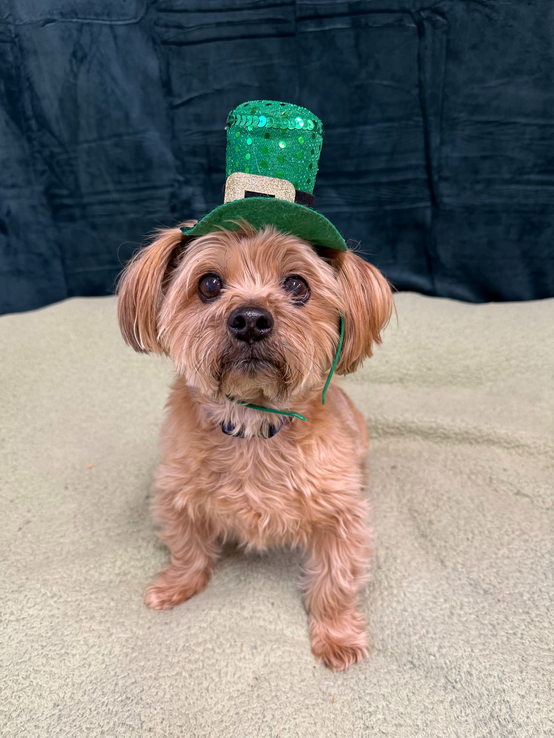 St. Patrick's Day 2026 