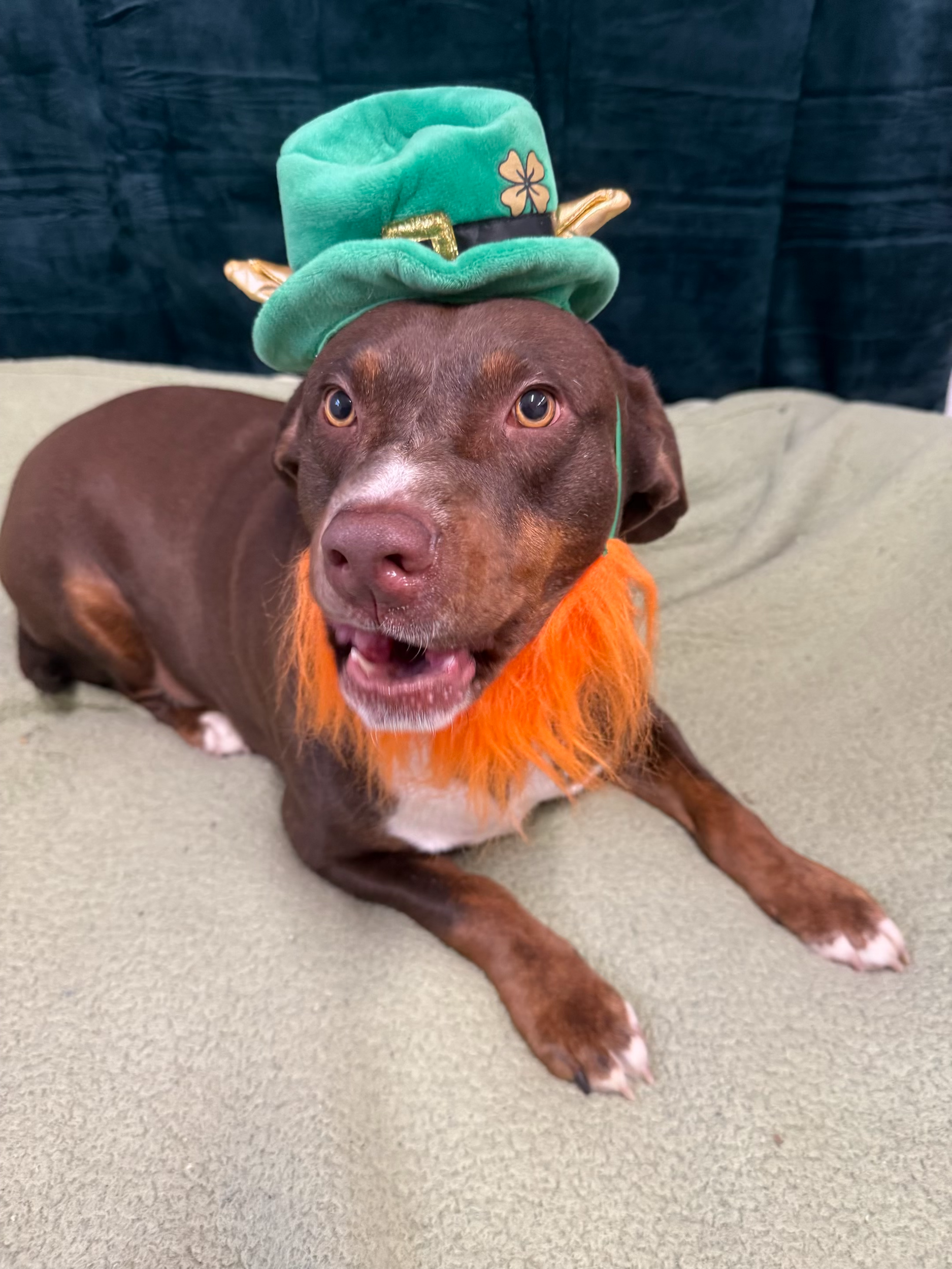 St. Patrick's Day 2026 