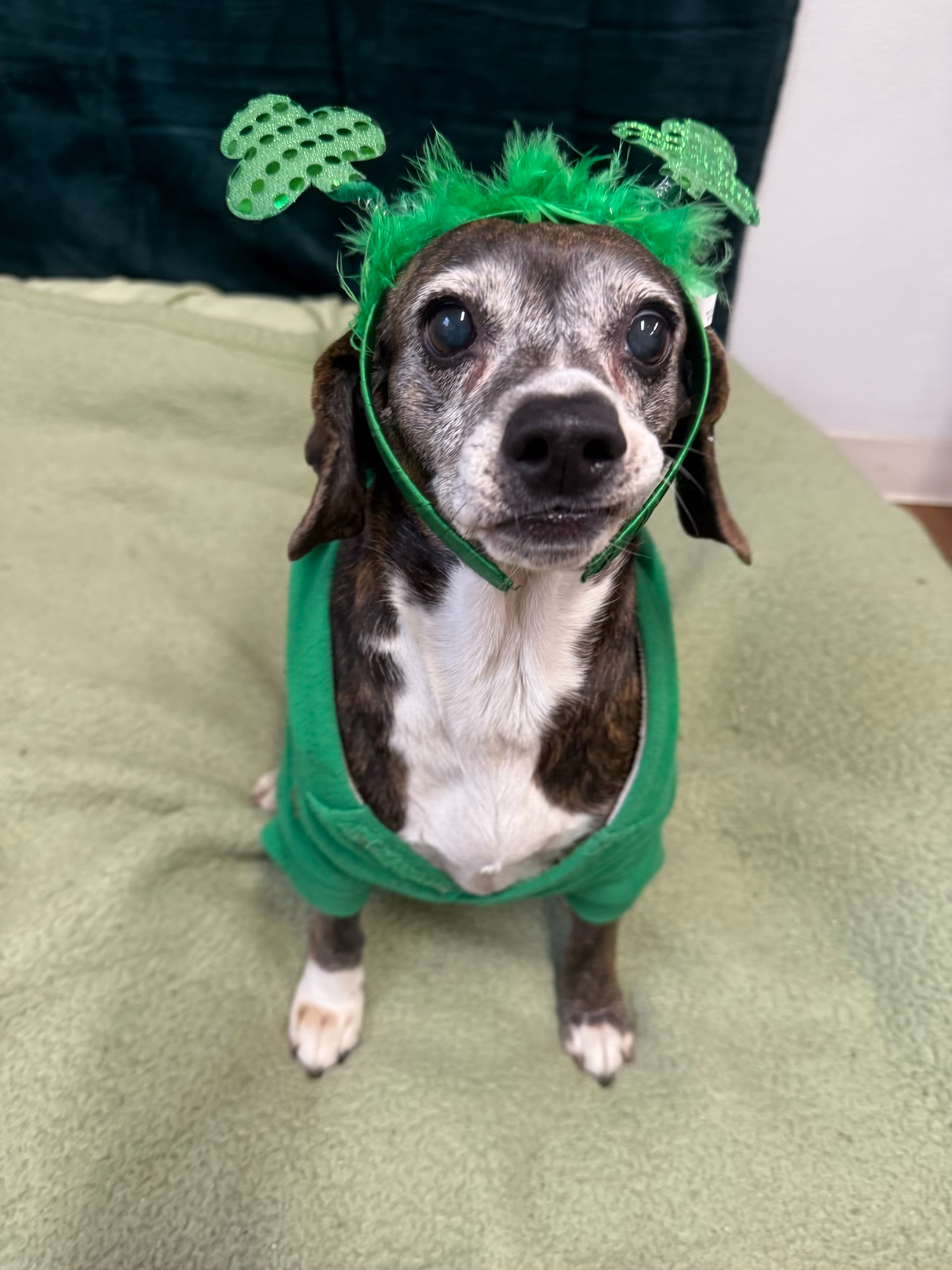 St. Patrick's Day 2026 