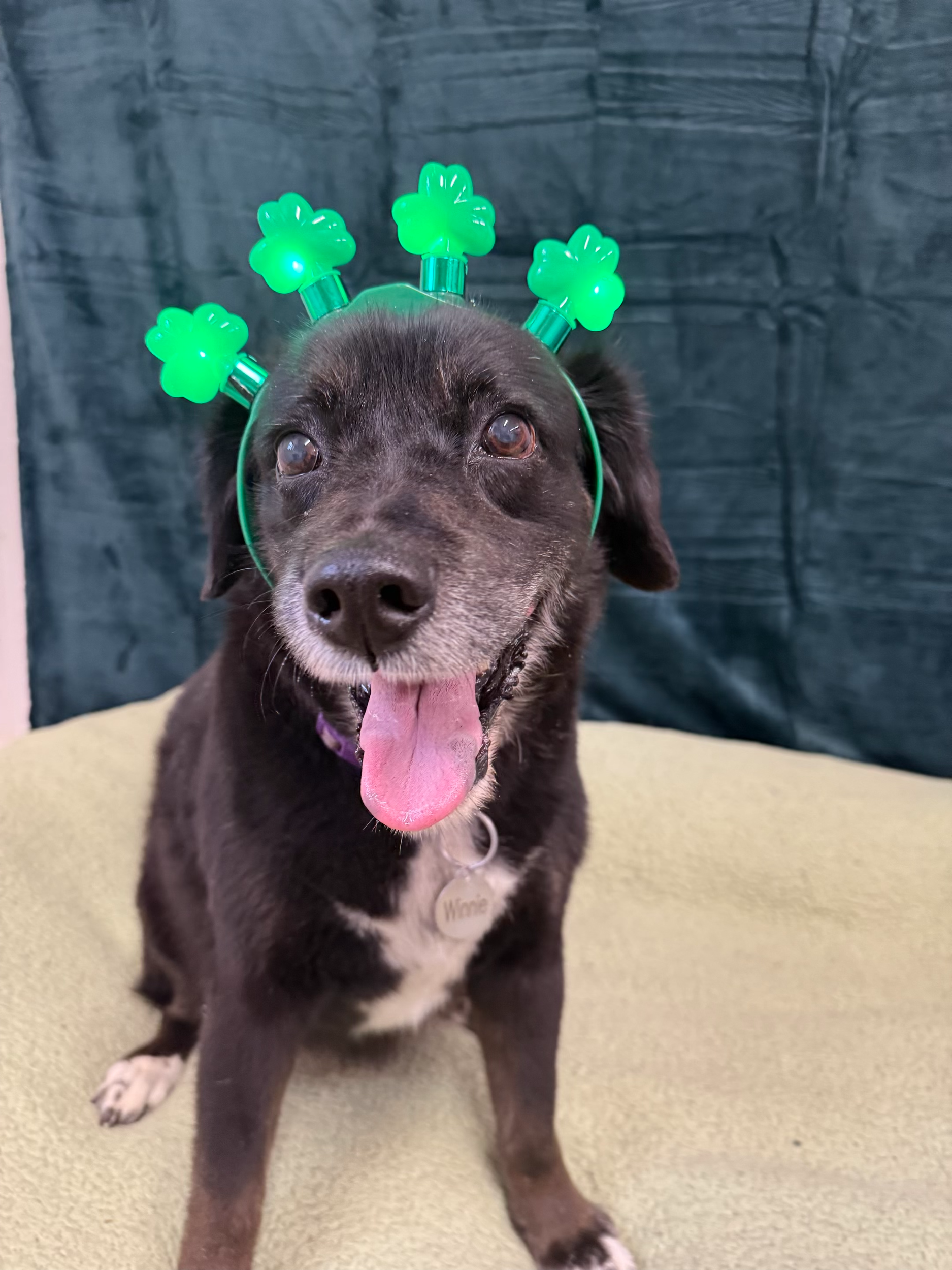 St. Patrick's Day 2026 