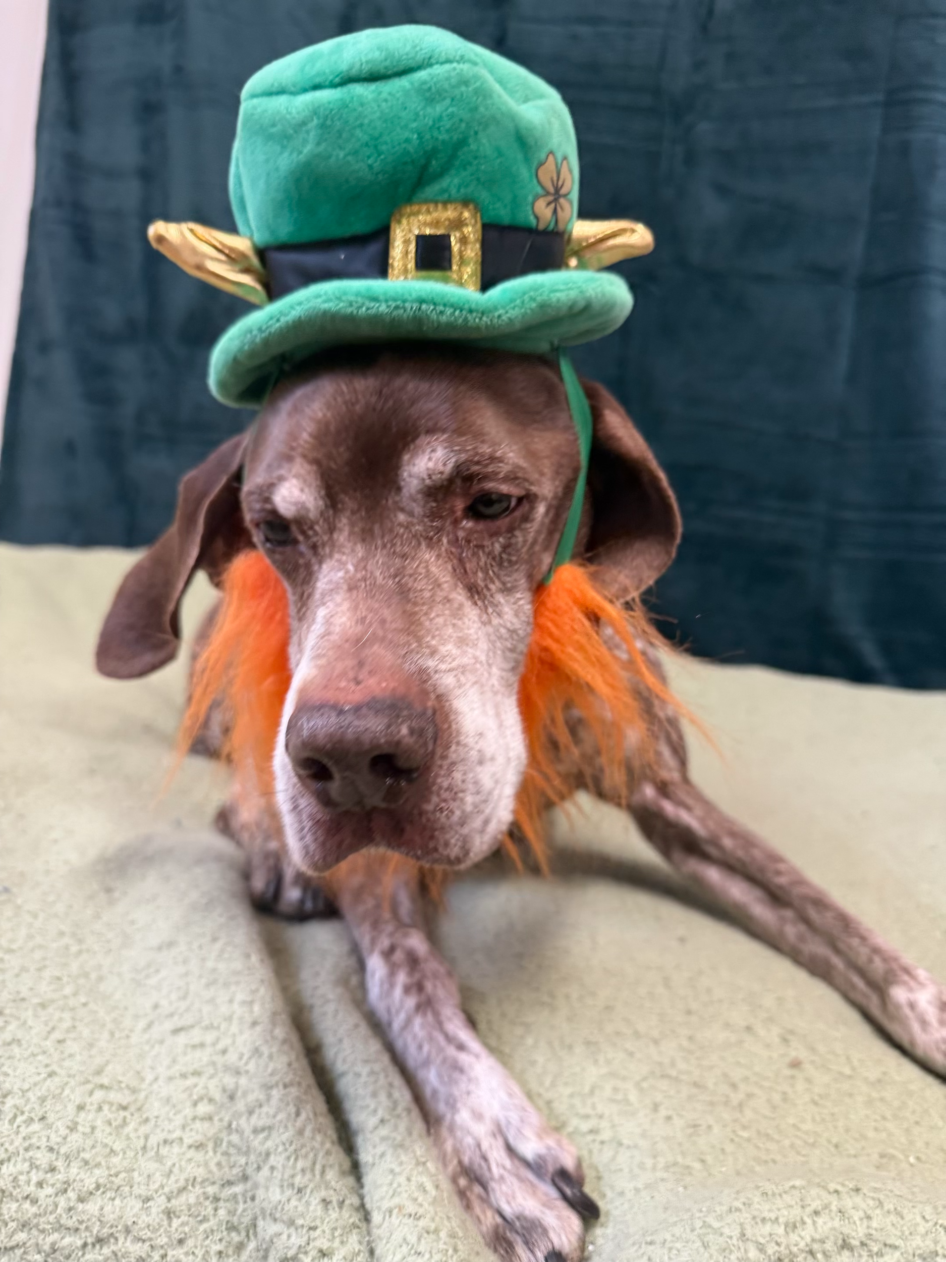 St. Patrick's Day 2026 