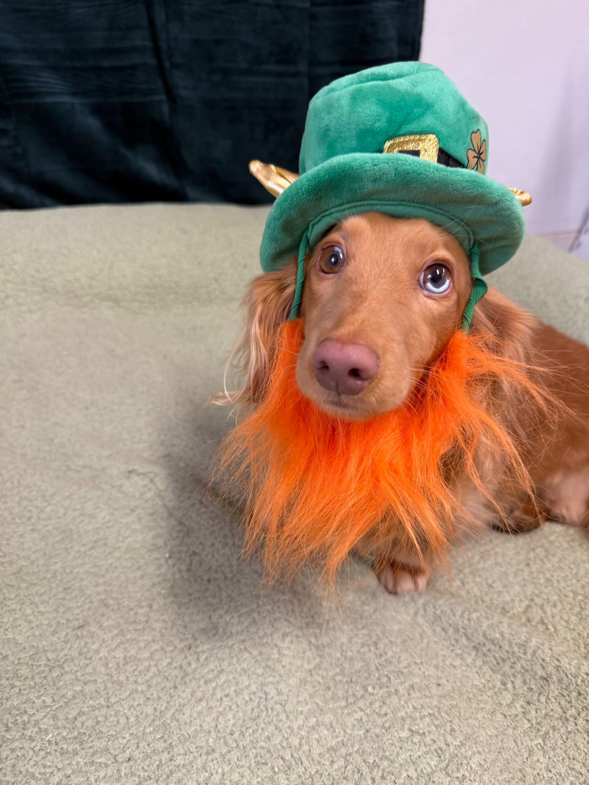 St. Patrick's Day 2026 