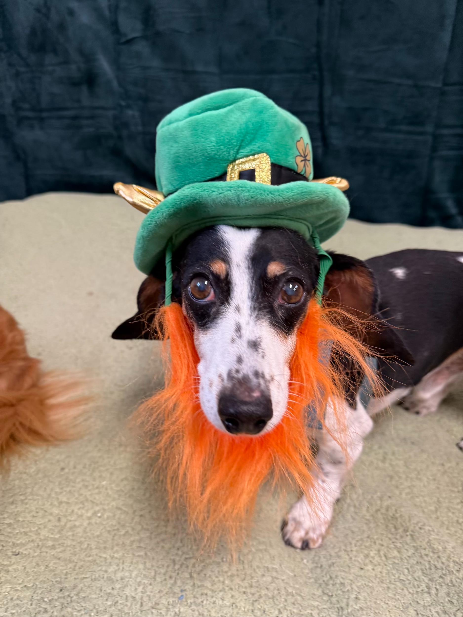 St. Patrick's Day 2026 