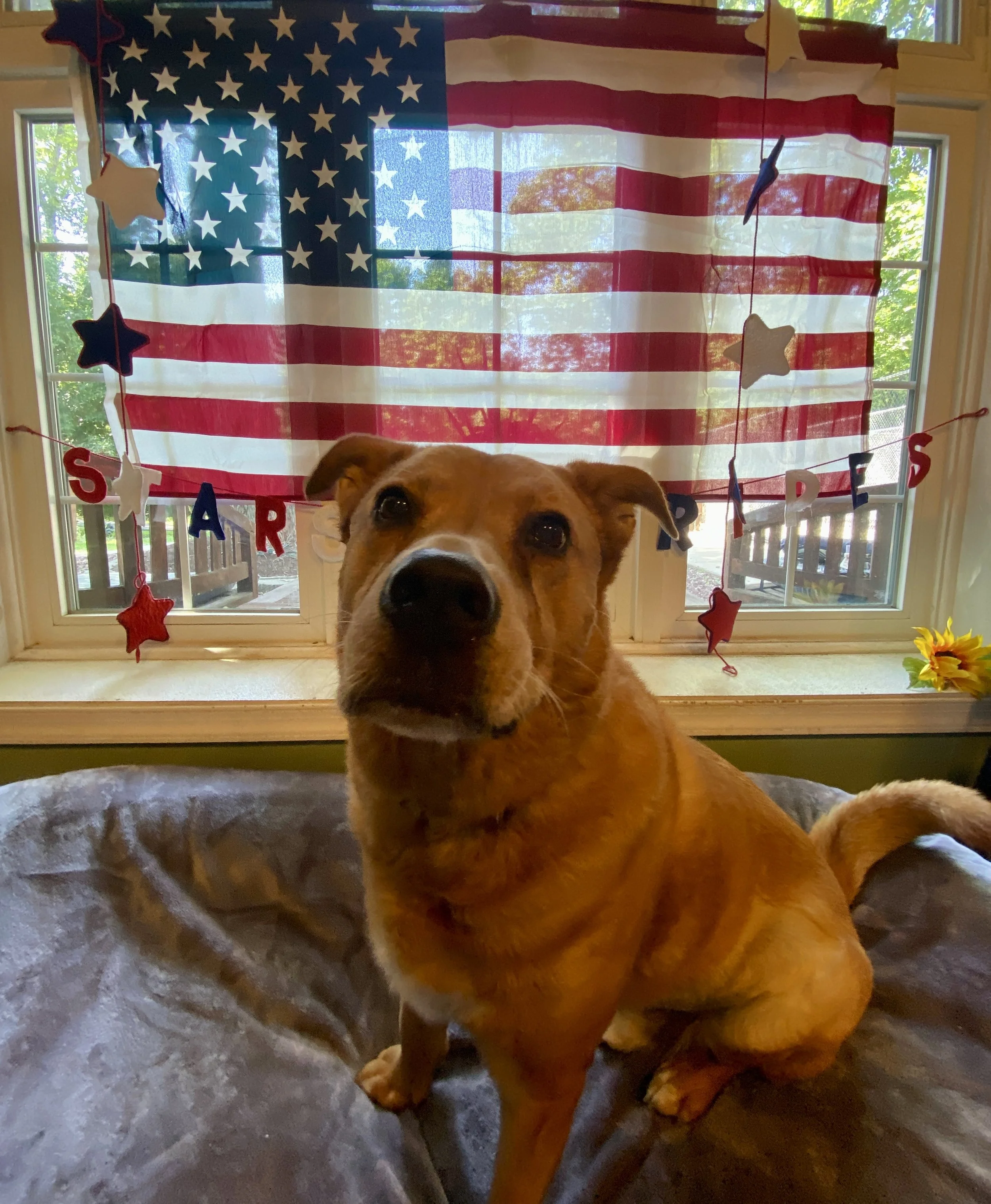 Independence Day 2025 