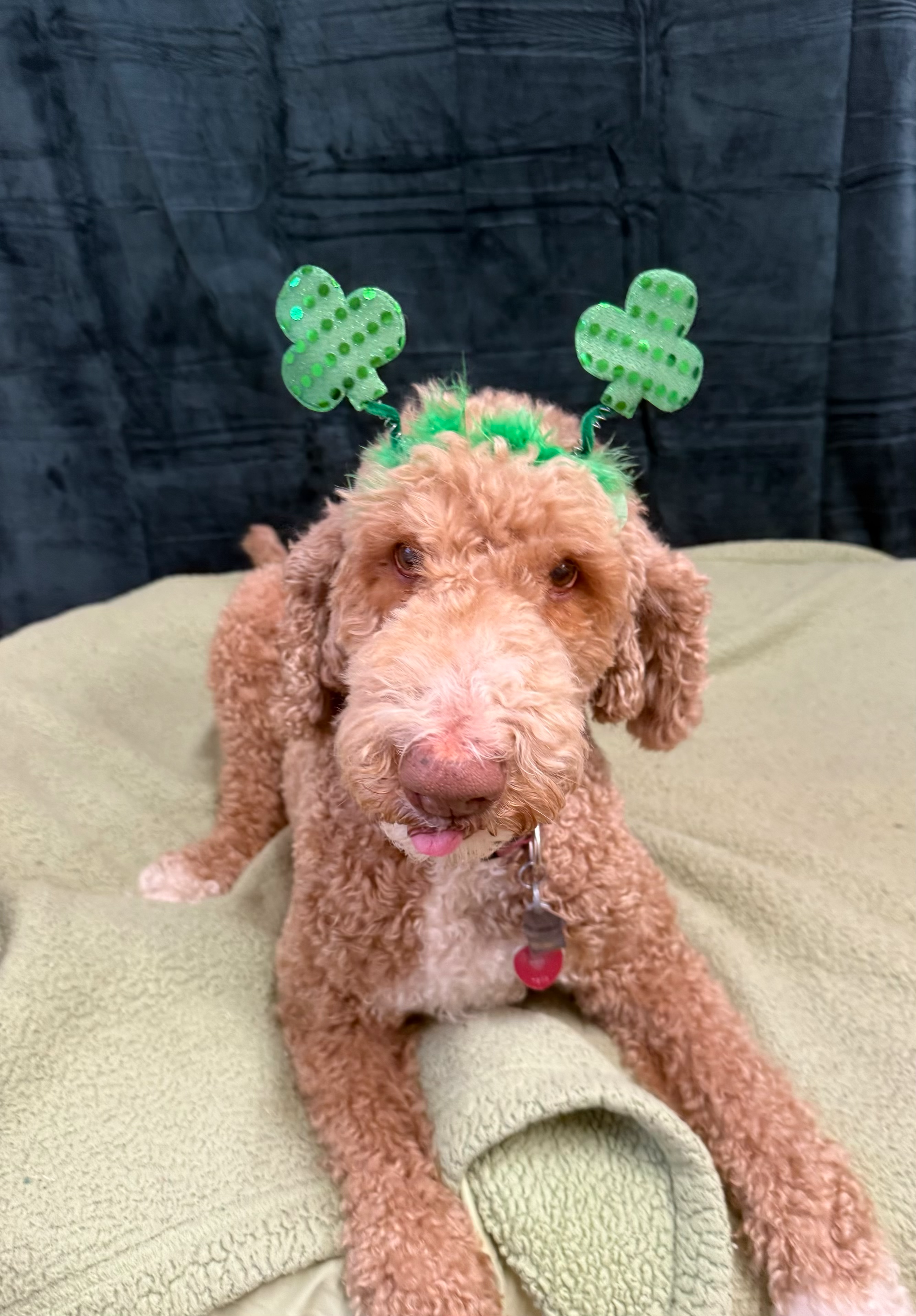 St. Patrick's Day 2026 