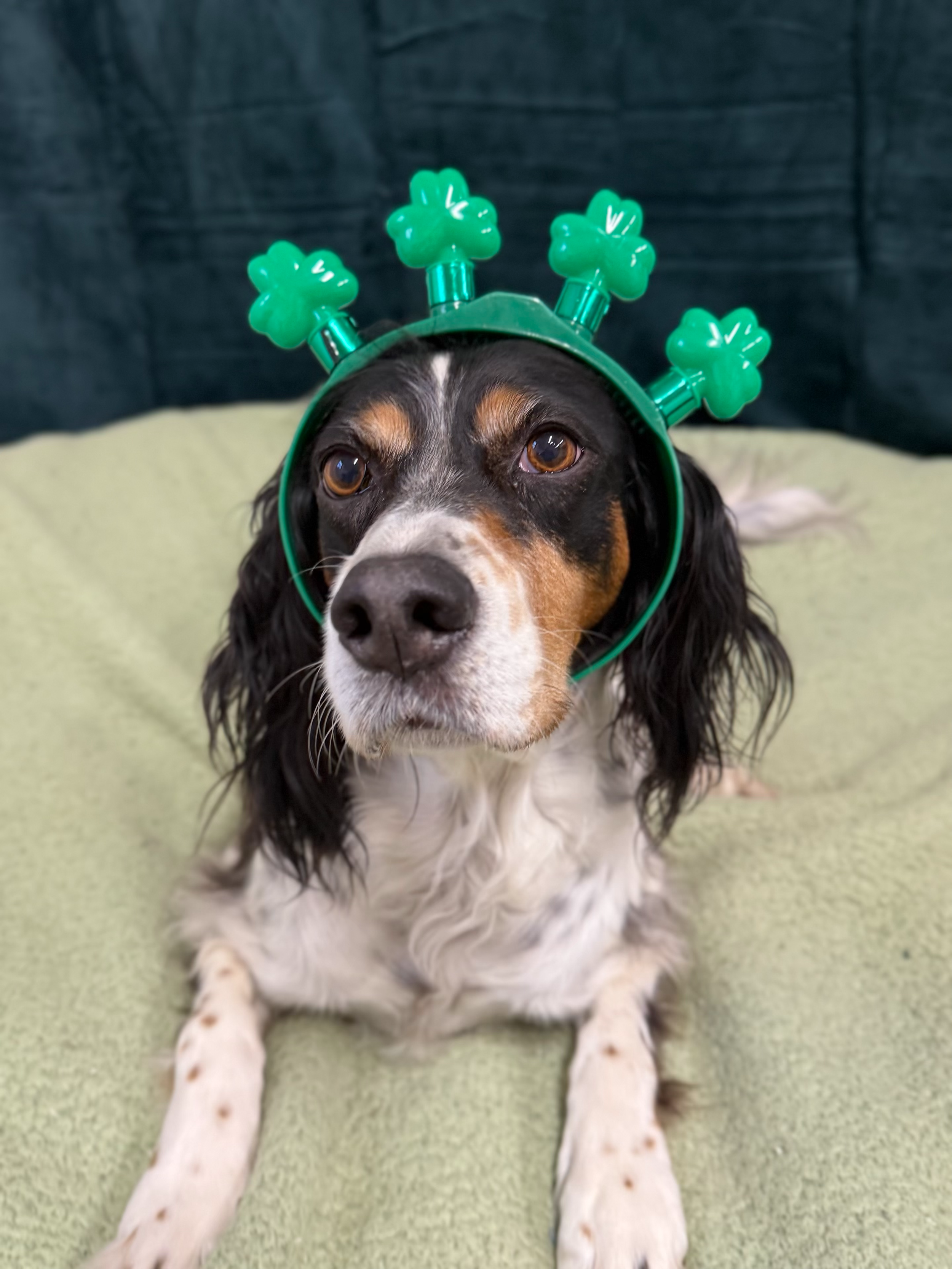 St. Patrick's Day 2026 