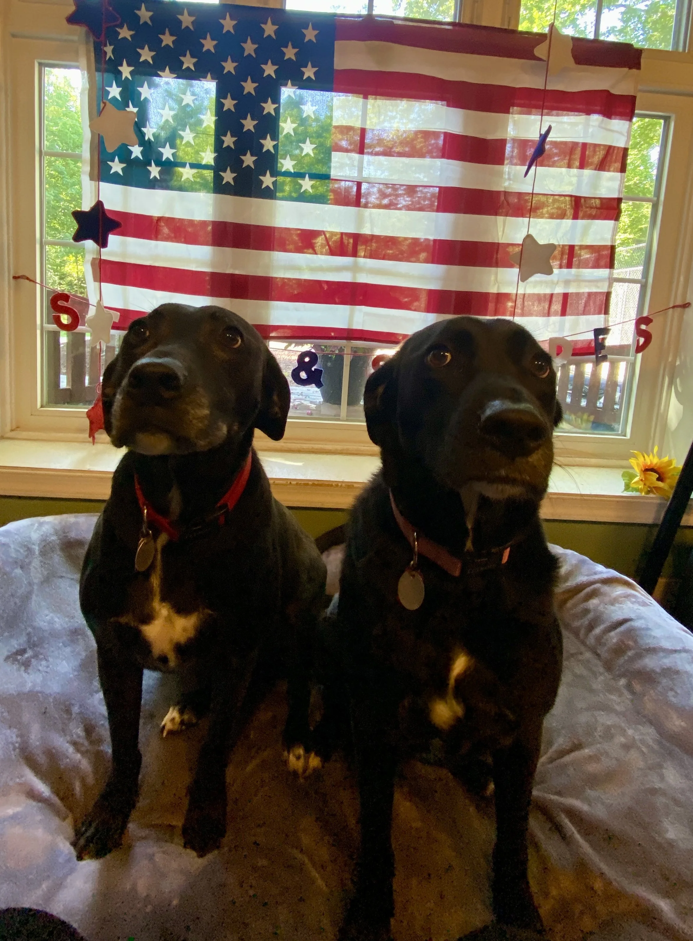 Independence Day 2025 