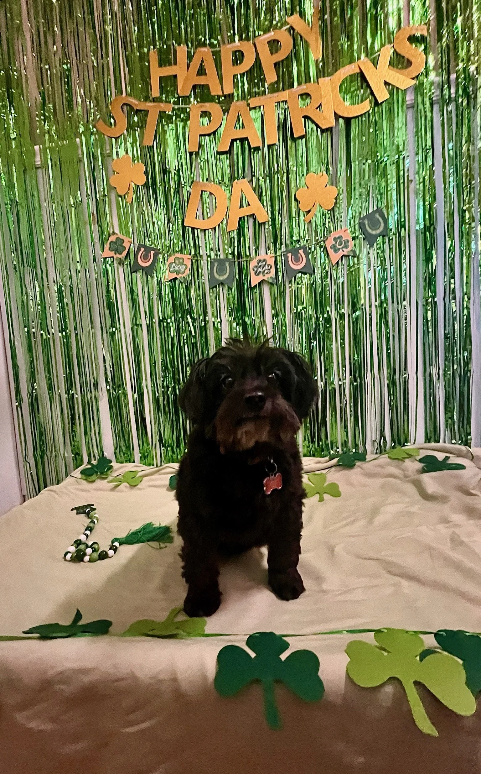 St. Patrick's Day 2025 