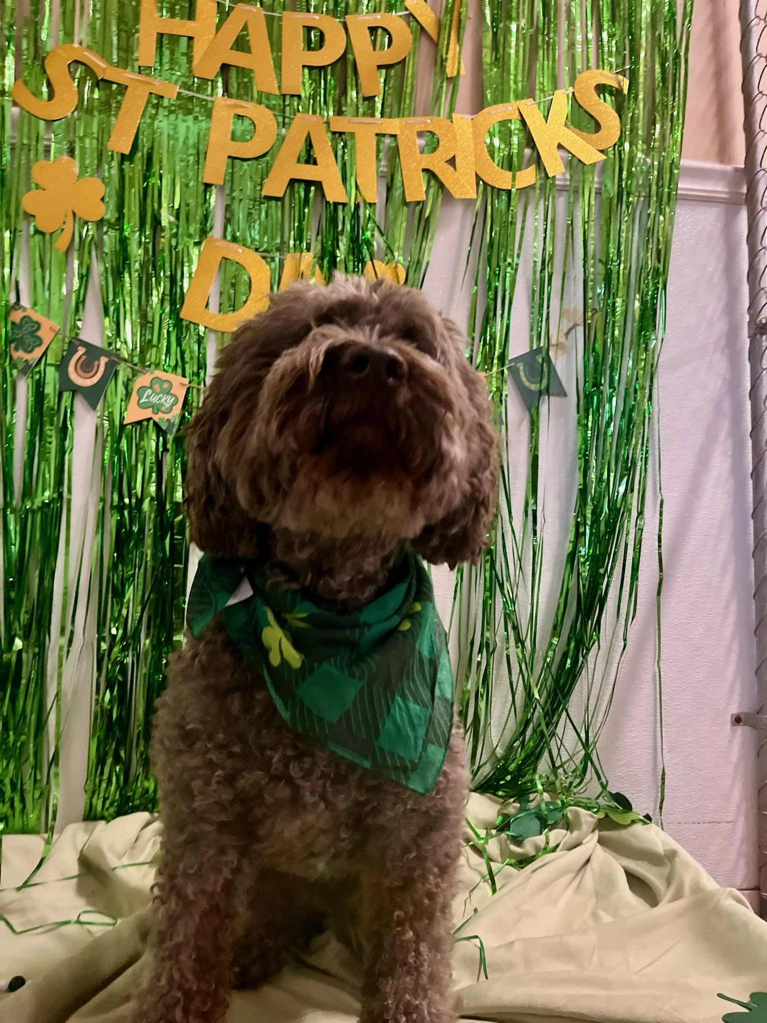 St. Patrick's Day 2025 